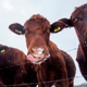 Illustration for article titled USDA scraps rules requiring organic livestock have room to stand up, stretch